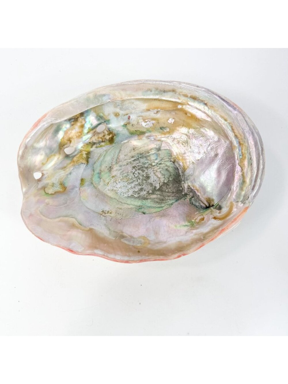 Red Natural Abalone Haliotis Rufescens Shell 7.5 x 5” Beach Nautical Decor